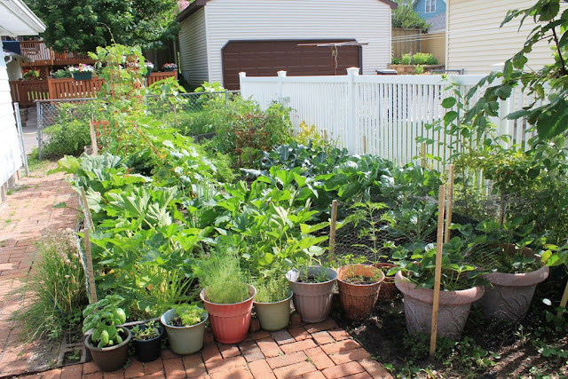 Our garden at two months.
