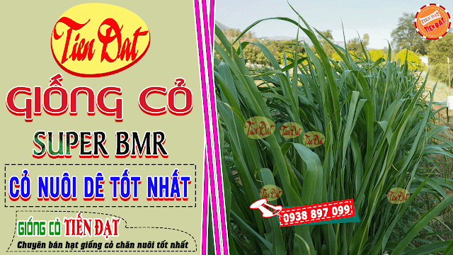 Loại cỏ nào tốt nhất để nuôi dê