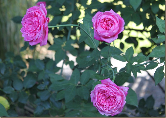IMG_3326 IMG_3326