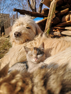 Can a Dog Mate with a Cat?