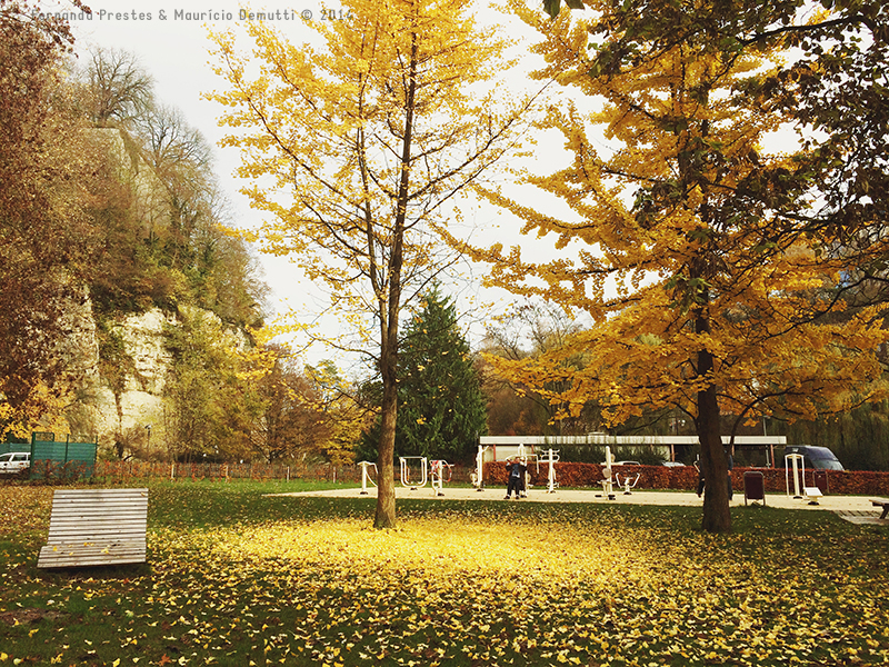 Yellow tree autumn Luxembourg