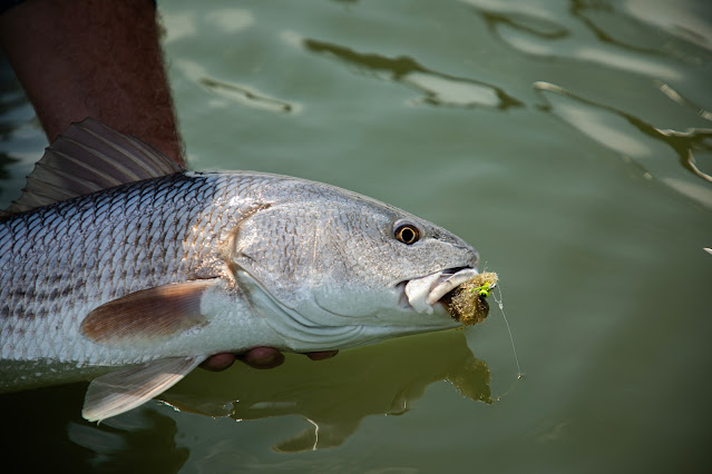 The Mad River Outfitters Plantation Crab in the mouth of a beautiful redfish while fly fishing