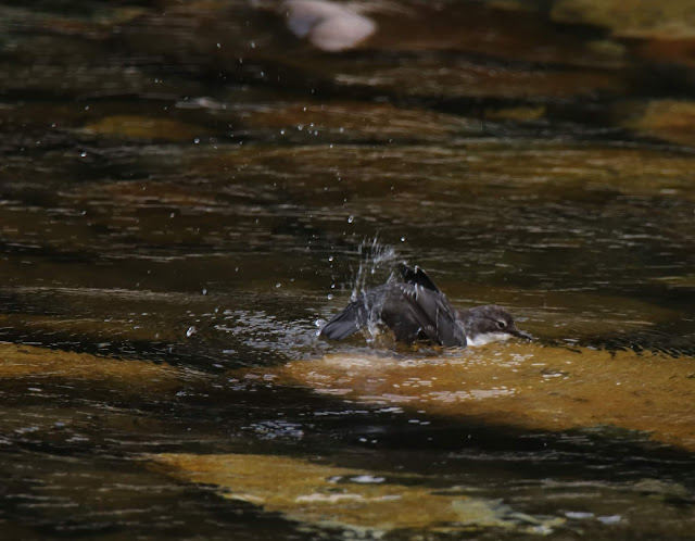 Mirlo Acuatico  (Cinclus cinclus)