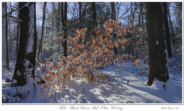 Fells: Beech Leaves. Still There. Coloring.