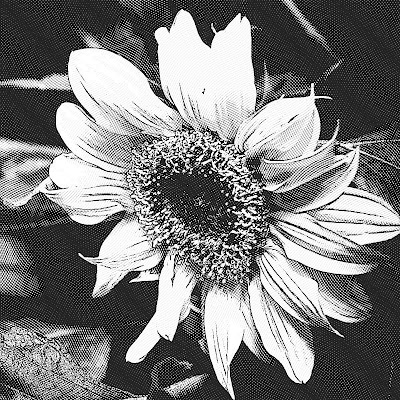 Sunflower black and white etching