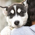 Top 10 Siberian Husky Moments That Will Melt Your Heart