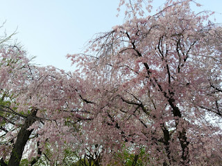 大阪造幣局の桜