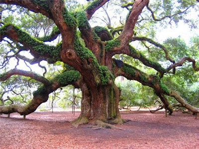 ต้นไม้ใหญ่ ต้นไม้ศักดิ์สิทธิ์