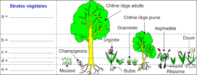 Les techniques adaptatives à l’étude écologique sur le terrain