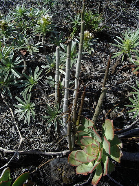 Ceropegia dichotoma subsp. dichotoma