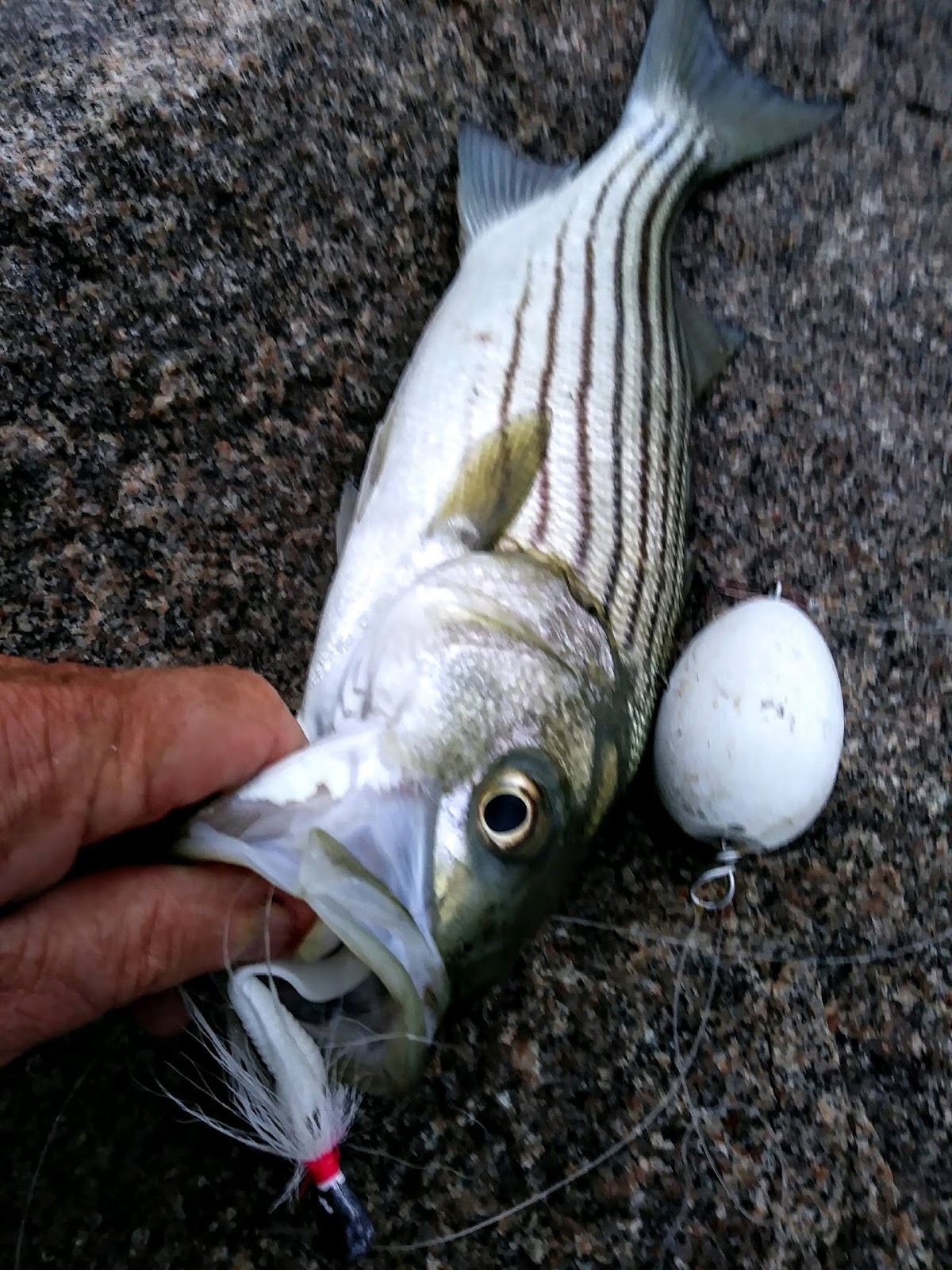 Rhode Island Striped Bass: Float 'n' Jig a Killer in Rough, White Water