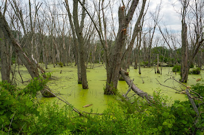 Great Marsh Trail, Indiana Dunes National Park