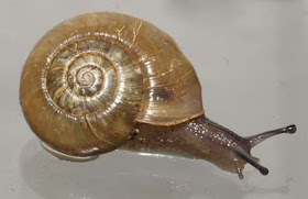 caracol disco canibal Haplotrema concavum