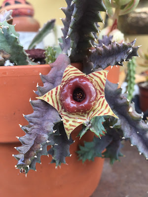 Huernia, Huernia zebrina, Lifesaver plant, succulent, succulents, garden, nature, flowers, gardening, garden tour