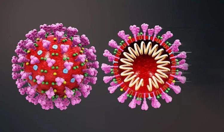 Why The New Corona Virus Is So Powerful, It Reveals The Whole Process Of The Life Cycle Of The Virus After Entering The Human Body