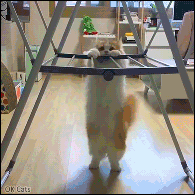 Funny Cat GIF • Determined Munchkin cat just trying to do pull ups. So Cute fail! Me, Monday morning at the gym [ok-cats.com]