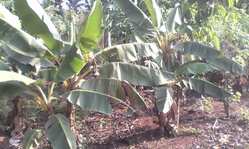 Cara Budidaya Pisang Dengan Tunas Adventif Untuk Hasil 