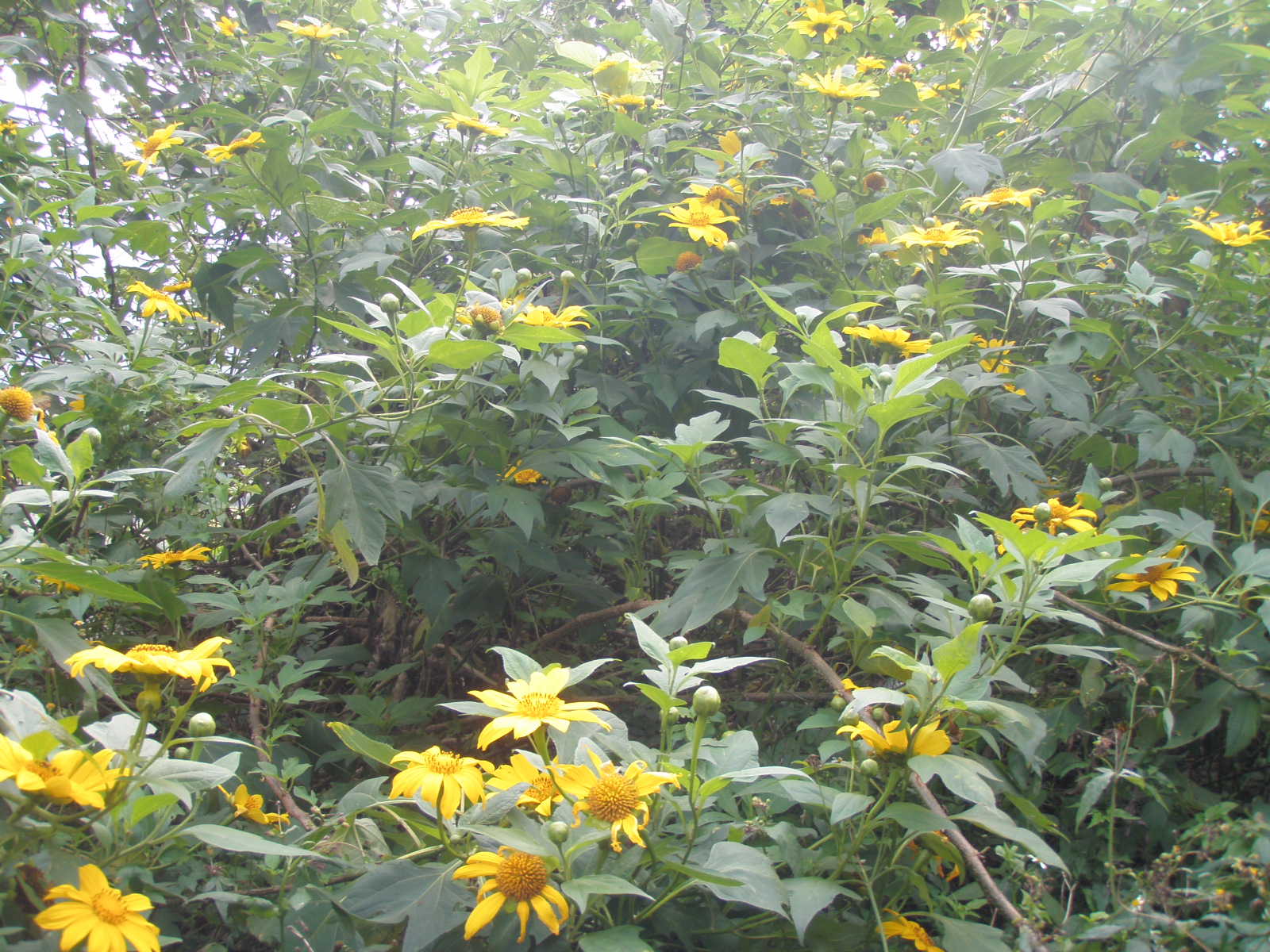 Irs Garden 湯提菊
