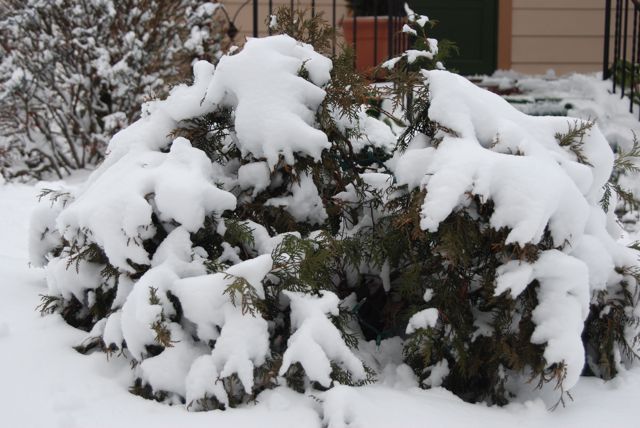 Snow crushing our large, but wimpy, arbor vitae. I knocked all the snow off soon after.   