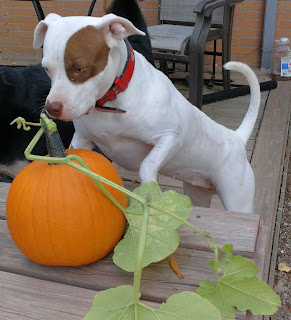 Halloween adorable pitbull puppy vs giant pumpkin