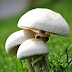 How to Grow and Care for Mushrooms in Your House Garden
