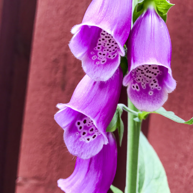 digitalis, fingerborgsblomma