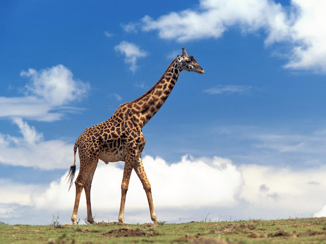 giraffe, giraffe desktop wallpapers