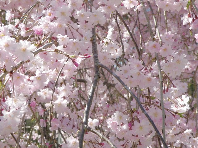 double weeping cherry tree