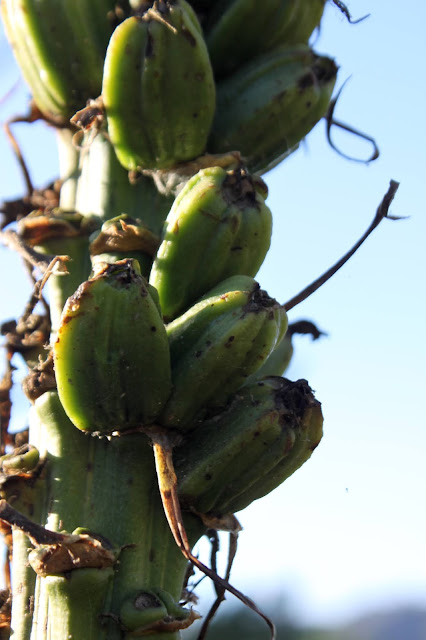 Fruit of Agave chiapensis