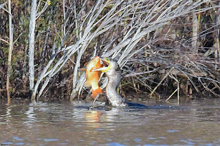 cormoran-grande-phalacrocorax-carbo-con-carpin-