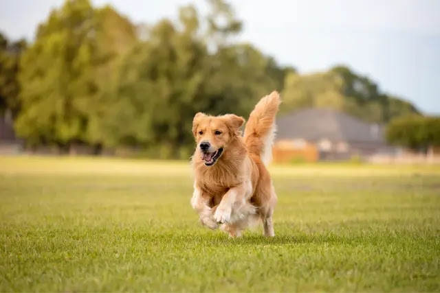 a-quel-age-se-calme-un-golden-retriever-2