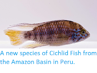 http://sciencythoughts.blogspot.co.uk/2014/10/a-new-species-of-cichlid-fish-from.html