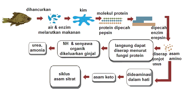 Pencernaan Protein