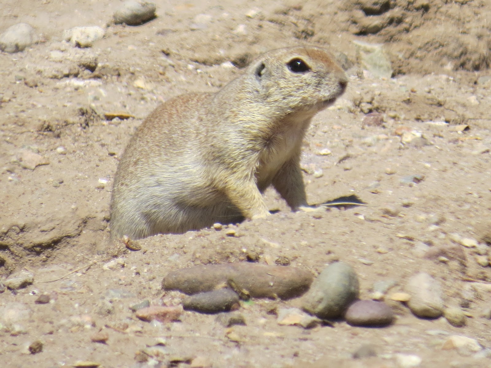 Natural Selections: Mammals of Southern Arizona