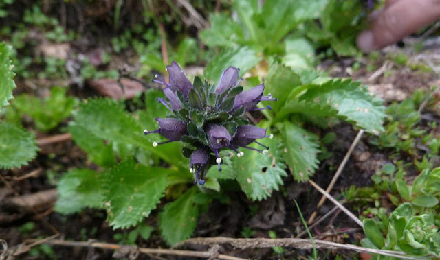 Kutki (Neopicrorhiza scrophulariiflora)