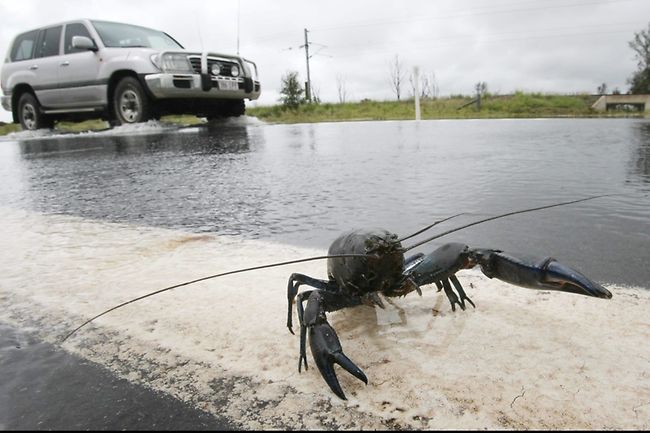 pics of qld floods