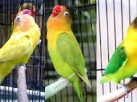 Cara Melatih Lovebird Agar Gacor 