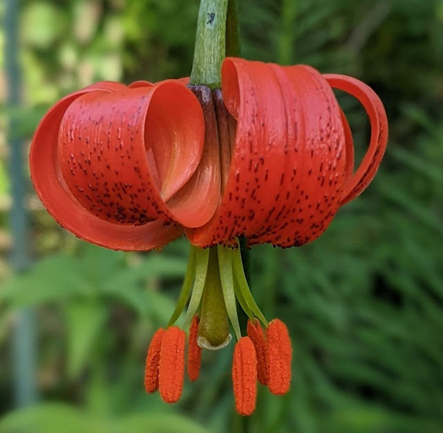 Лилия помпонная (Lilium pomponium)