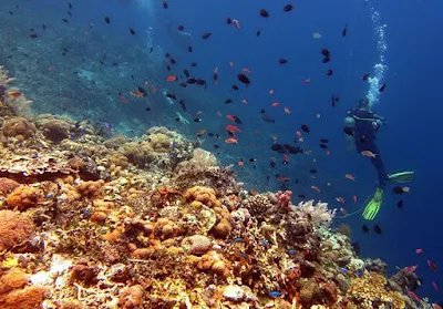 foto diving di pulau alor ntt