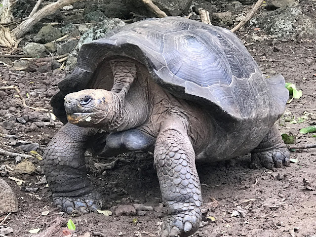 Tortuga terrestre gigante de San Cristobal (Chelonoidis chathamensis)