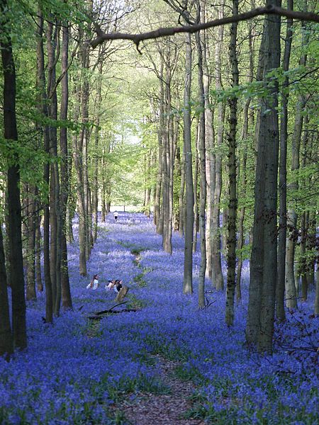 花を想う空の間で イングリッシュブルーベル