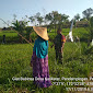 Bersama Petani Babinsa Koramil 0815/18 Gondang Tangkal Serangan Burung