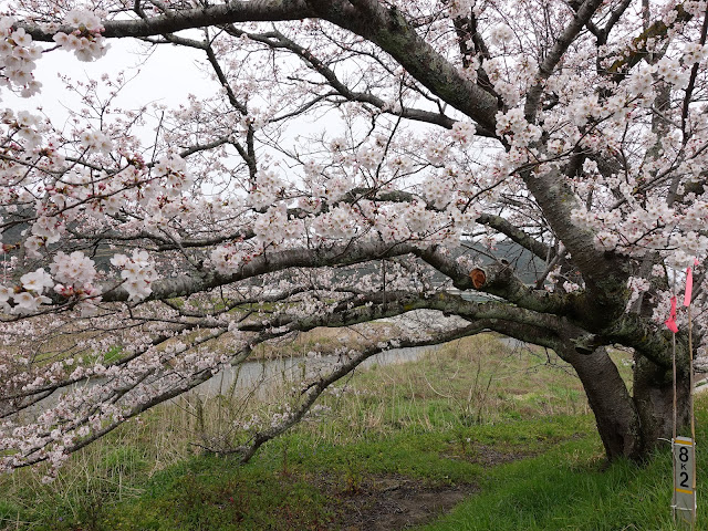 鳥取県西伯郡南部町法勝寺　八分咲きの桜