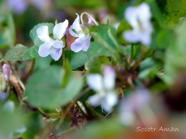 Viola hondoensis