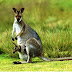 Picture cute kangaroo funny