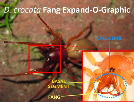 ExpandO Fang Bogus