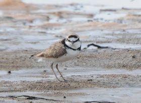 Malaysian Plover (Charadrius peronii)