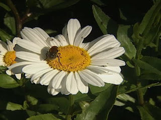 Shasta Daisy Leucanthemum x Superbum