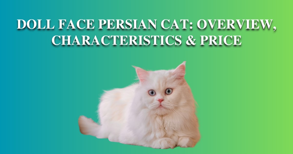 Doll Face Persian Cat Overview, Characteristics & Price