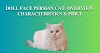 Doll Face Persian Cat: Overview, Characteristics & Price
